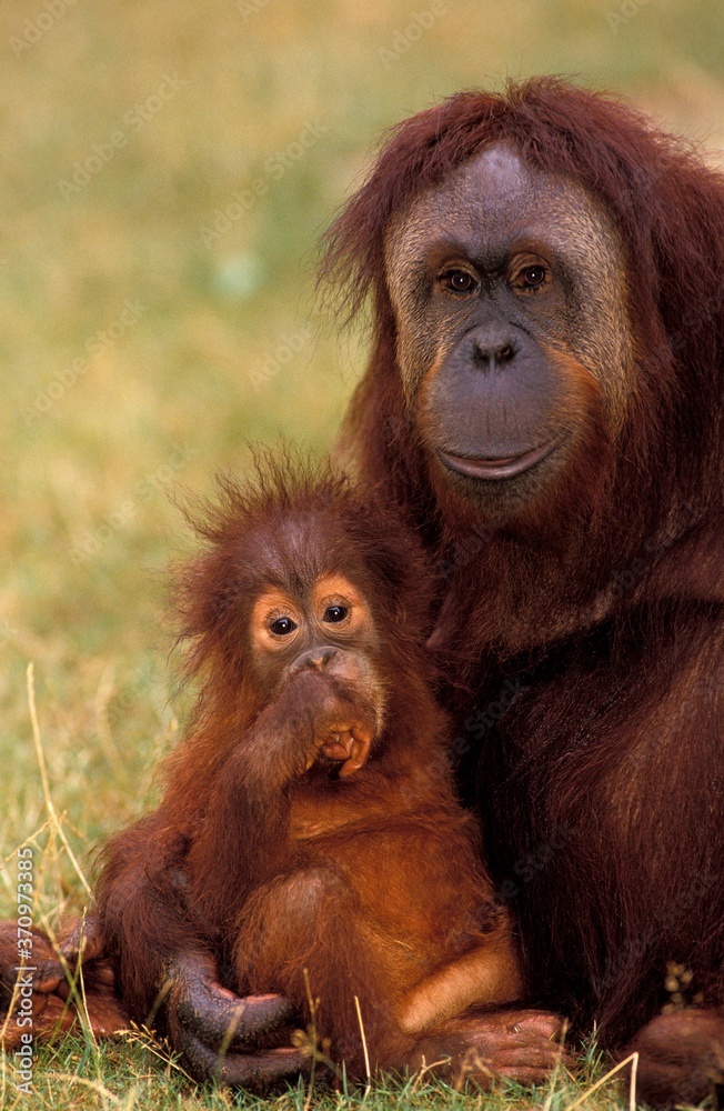 Obraz premium Orang Utan, pongo pygmaeus, Female with Young