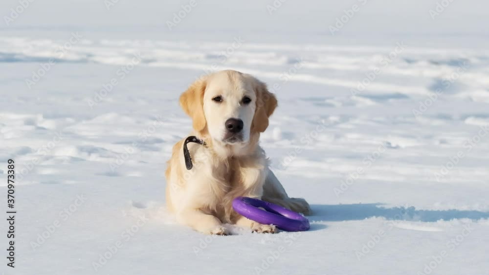 Adorable retriever dog with toy in teeth lying on snow Adorable retriever dog with toy in teeth lying on snow