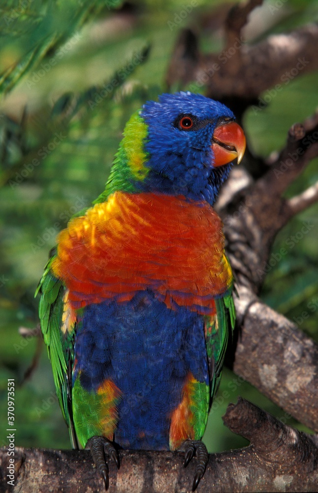 Rainbow Lorikeet, trichoglossus haematodus moluccanus, Adult with Beautifull Colors, Australia