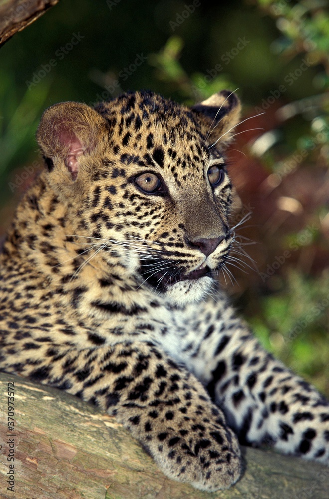 Leopard, panthera pardus, Cub standing on Branch Leopard, panthera pardus, Cub standing on Branch