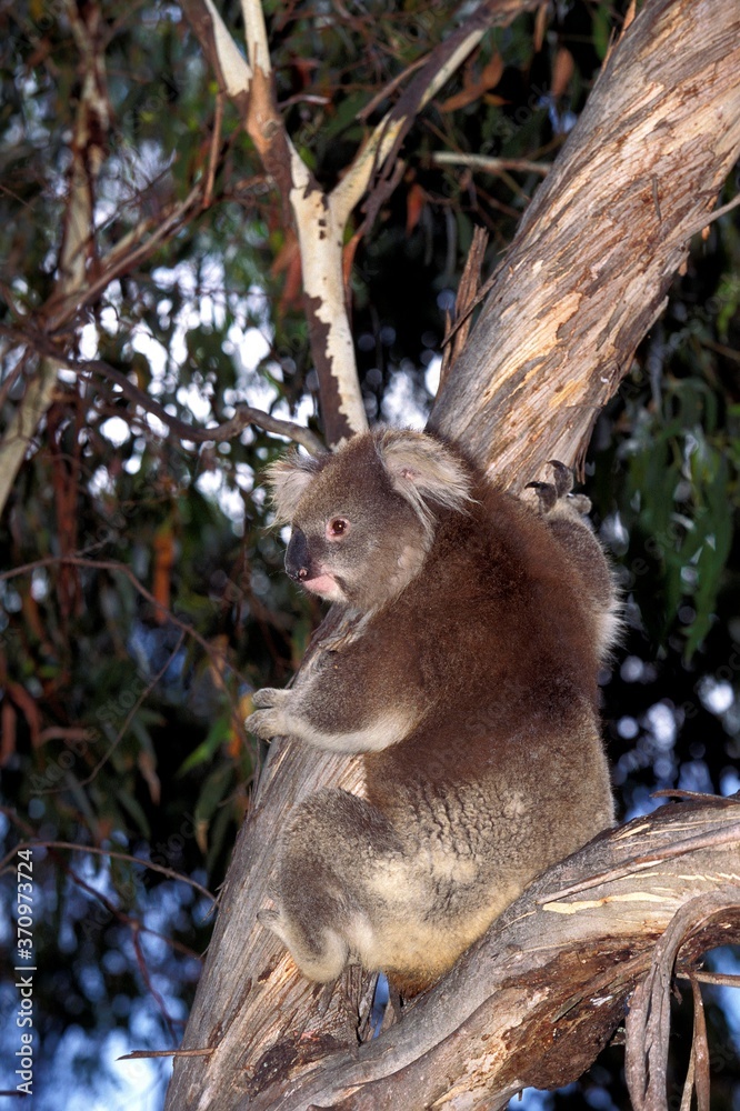 Obraz premium Koala, phascolarctos cinereus, Adult standing in Eucalyptus Tree, Australia