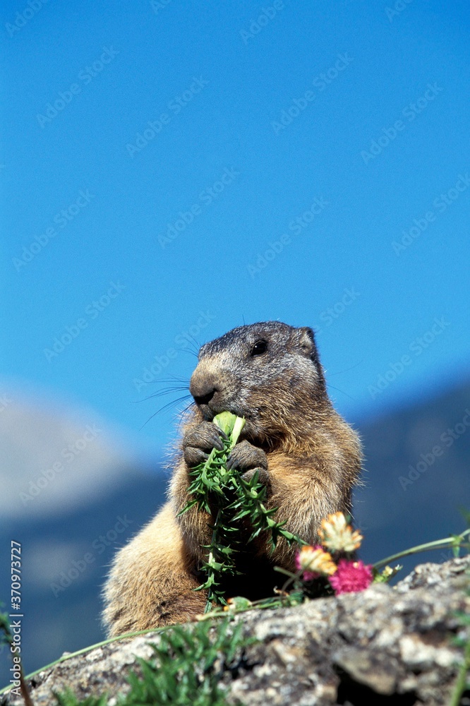 Alpine Marmot, marmota marmota, Adult eating on Rocks, French Alps Stock  Photo | Adobe Stock