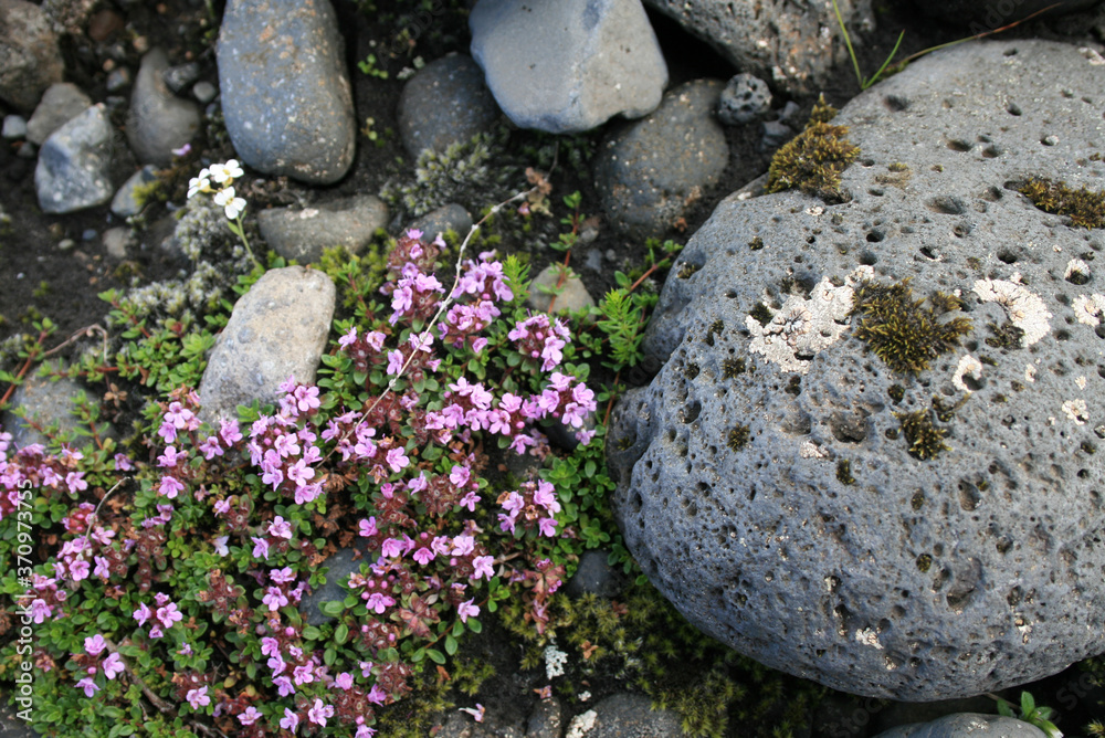 Volcanic gray stone next some vegetation, hash, purple and white flowers Volcanic gray stone next some vegetation, hash, purple and white flowers