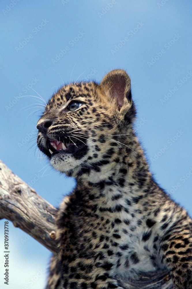 Obraz premium Leopard, panthera pardus, Cub