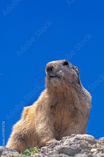 Alpine Marmot, marmota marmota, Adult standing on Rocks, French Alps © slowmotiongli