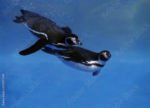 Tableau sur toile Humboldt Penguin, spheniscus humboldti, Adults swimming under water