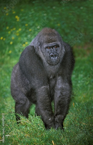 Eastern Lowland Gorille, gorilla gorilla grauer, Female standing on Grass © slowmotiongli
