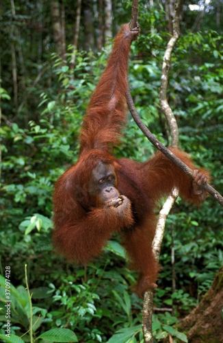 Orang Utan, pongo pygmaeus, Female hanging from Branch, Borneo