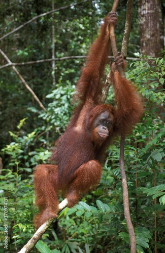 Orang Utan, pongo pygmaeus, Female hanging from Branch, Borneo