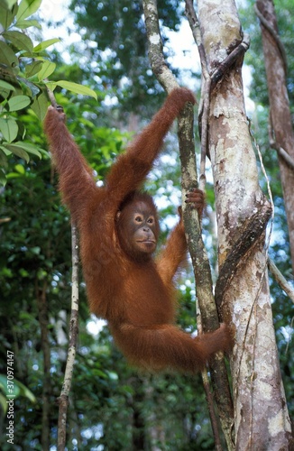 Orang Utan, pongo pygmaeus, Young Female hanging from Branch, Borneo