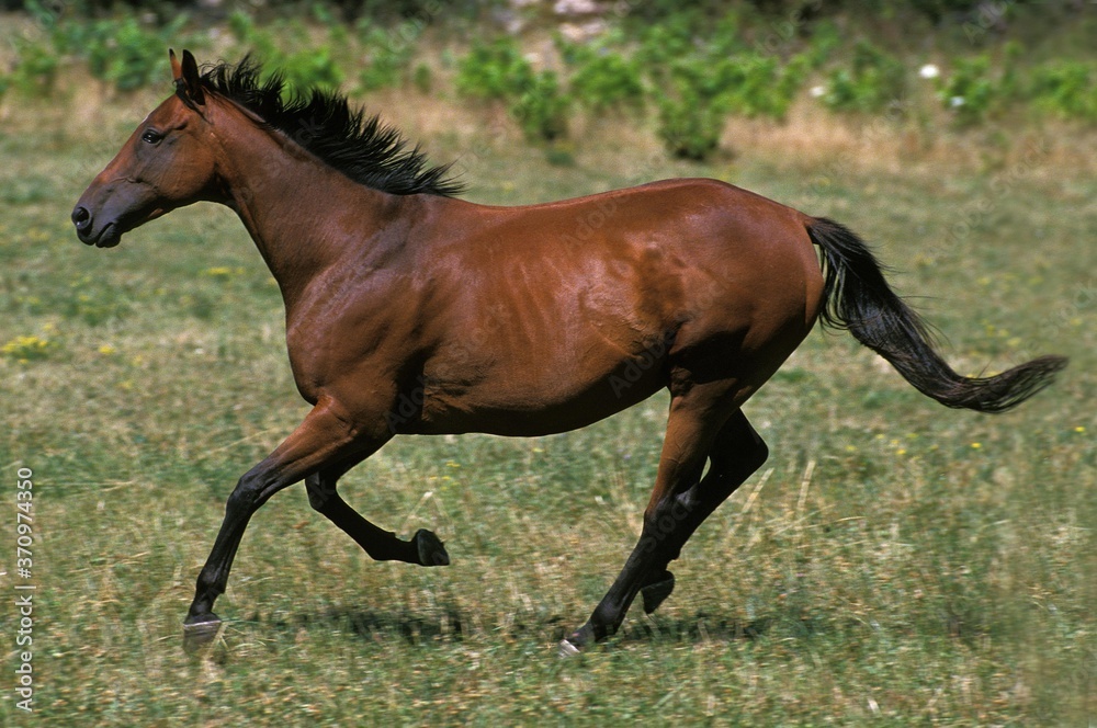 Anglo Arab Horse Galloping throught Meadow Anglo Arab Horse Galloping throught Meadow