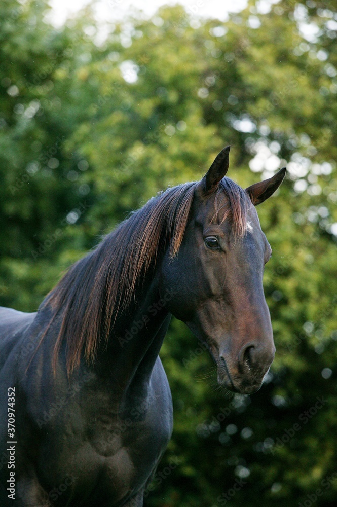 English Thoroughbred Horse, Portrait of Male