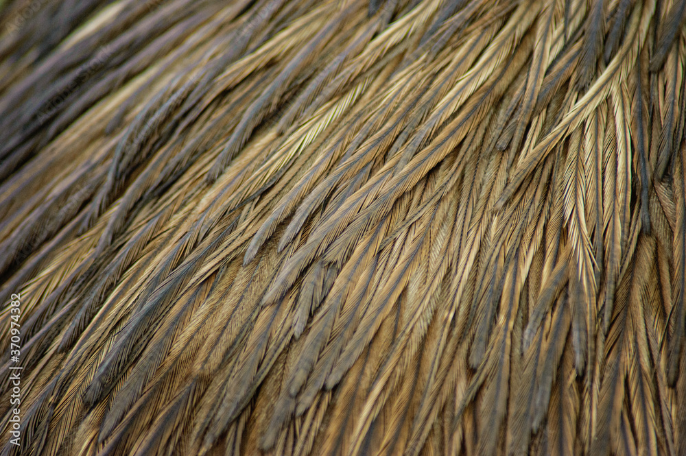 texture background of Ostrich bird brown feather texture background of Ostrich bird brown feather
