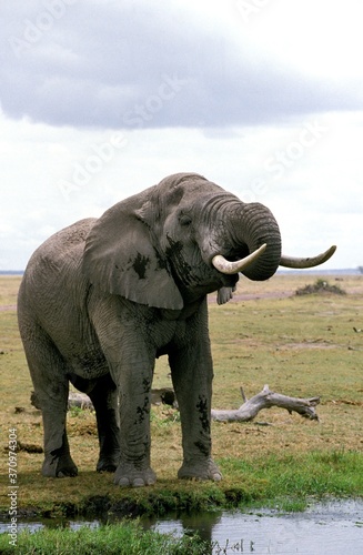 African Elephant  loxodonta africana  Adult Drinking Water  Masai Mara Park in Kenya