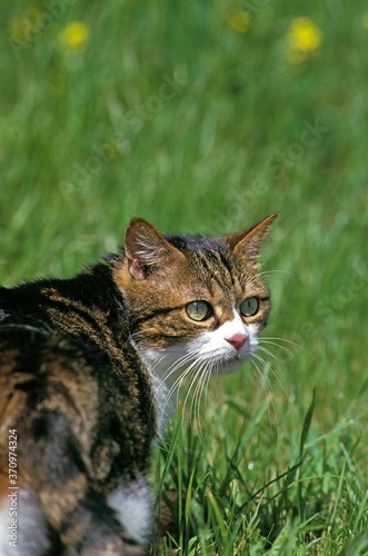 Domestic Cat standing on Grass