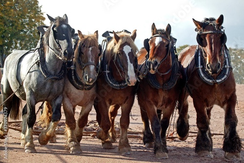 Brabant Belgian Drafthorse, Harness