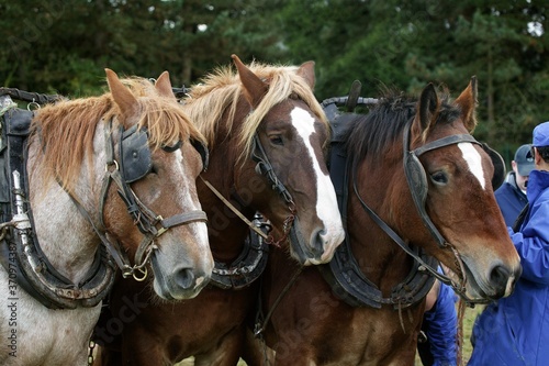 Brabant Belgian Drafthorse, Harness