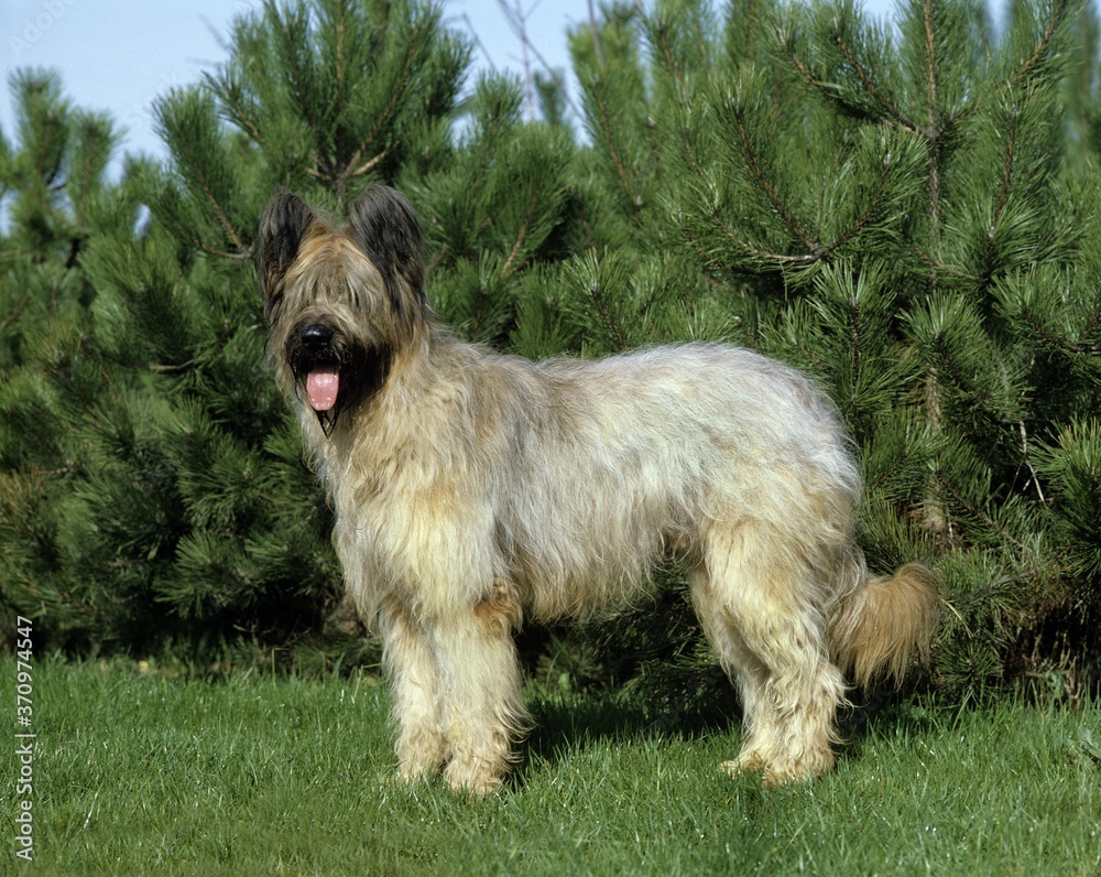 Briard Dog standing on Grass (Old Standard Breed with Cut Ears) Briard Dog standing on Grass (Old Standard Breed with Cut Ears)