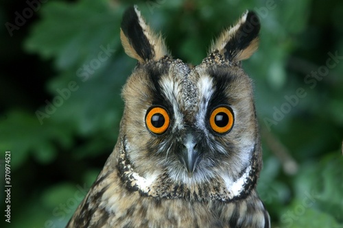 Long Eared Owl, asio otus, Portrait of Adult, Normandy