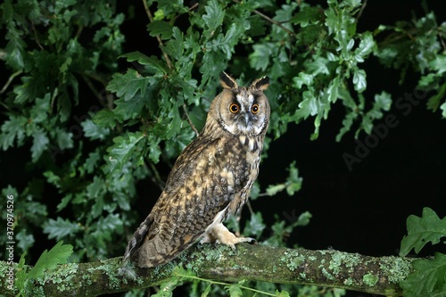 Long Eared Owl, asio otus, Adult standing on Branch, Normandy