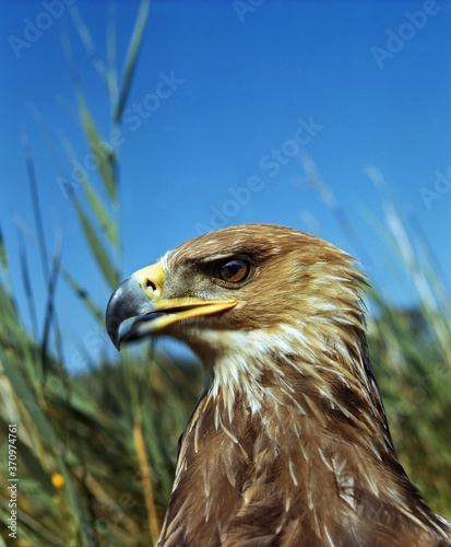 Imperial Eagle, aquila heliaca, Portrait of Adult