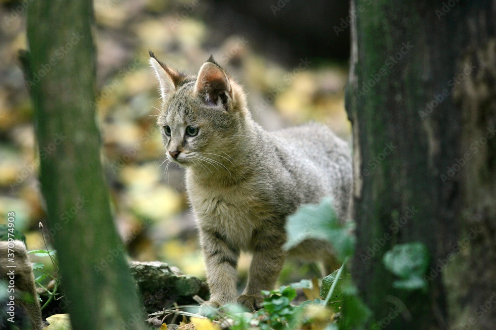 Naklejka premium Jungle Cat, felis chaus, Cub
