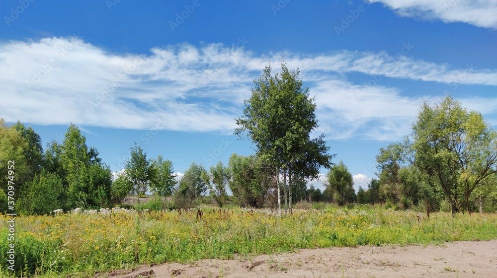 Obraz premium sunny landscape with trees on the background of a beautiful blue sky