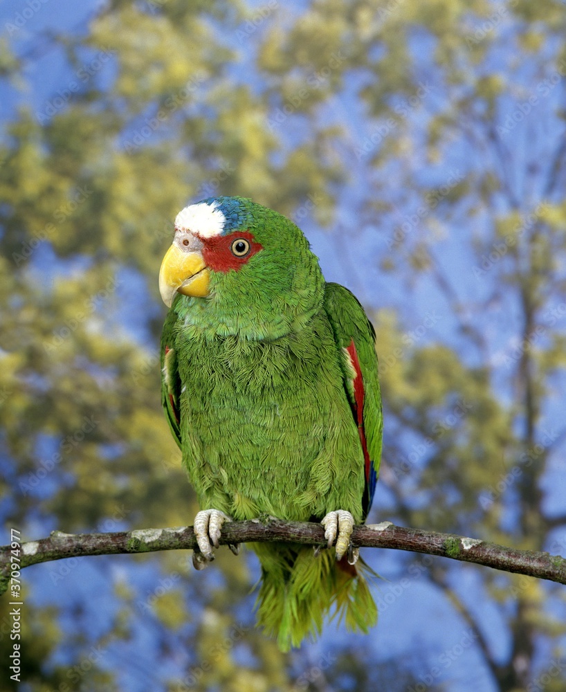 White-Fronted Parrot, amazona albifrons, Adult standing on Branch White-Fronted Parrot, amazona albifrons, Adult standing on Branch