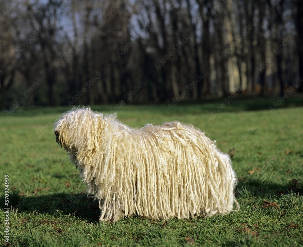 Hungarian Puli Dog, Adult standing on Grass