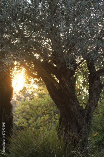 olive tree in nature