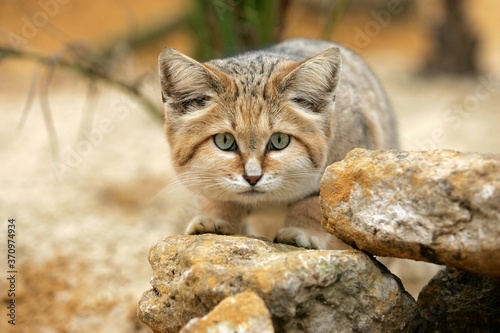 Fényképezés Sand Cat, felis margarita, Adult among Rocks