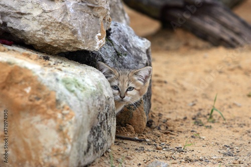 Canvas Print Sand Cat, felis margarita, Adult hidden in Stones