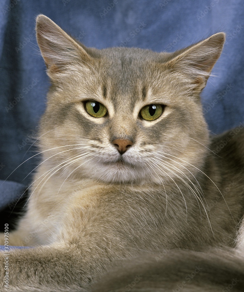 Fototapeta premium Blue Somali Domestic Cat, Portrait of Adult