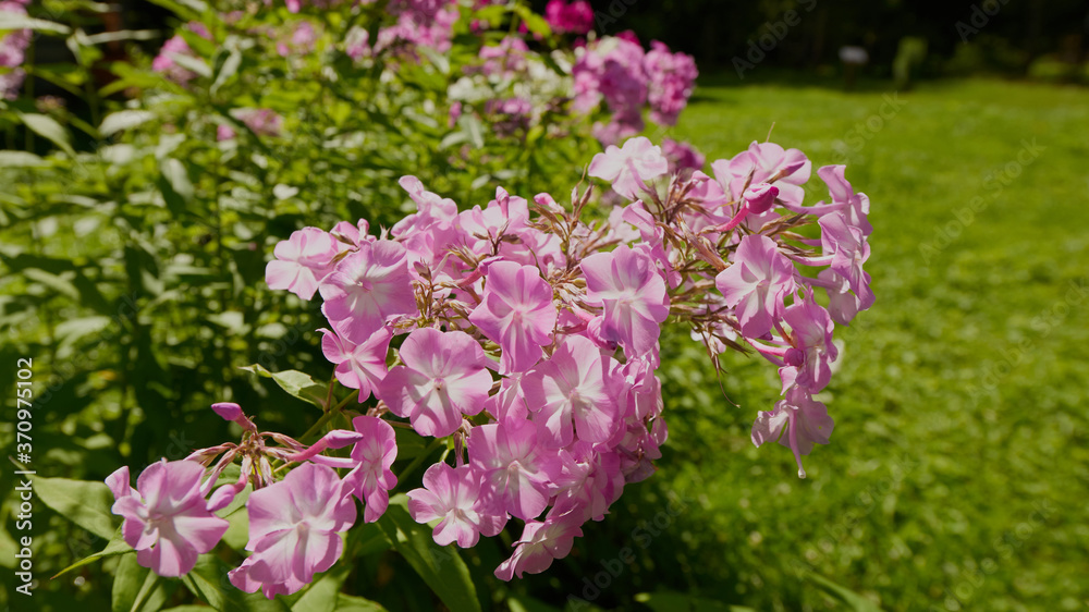 on a vast green field grow fragrant summer red flowers on a vast green field grow fragrant summer red flowers