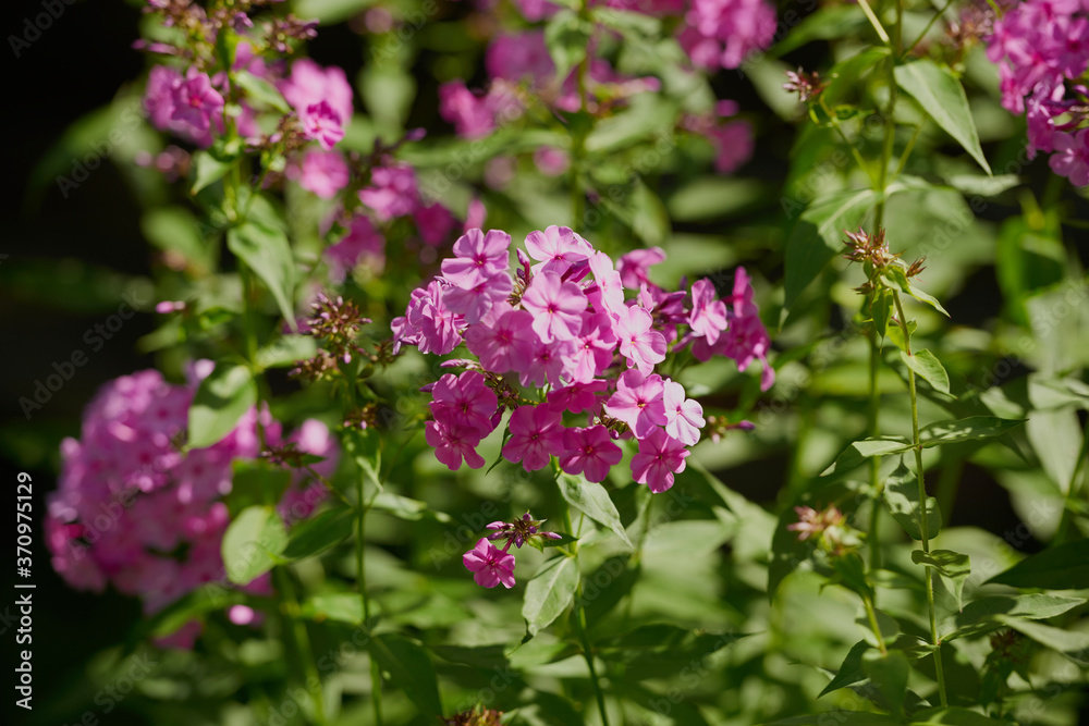 on a vast green field grow fragrant summer red flowers on a vast green field grow fragrant summer red flowers