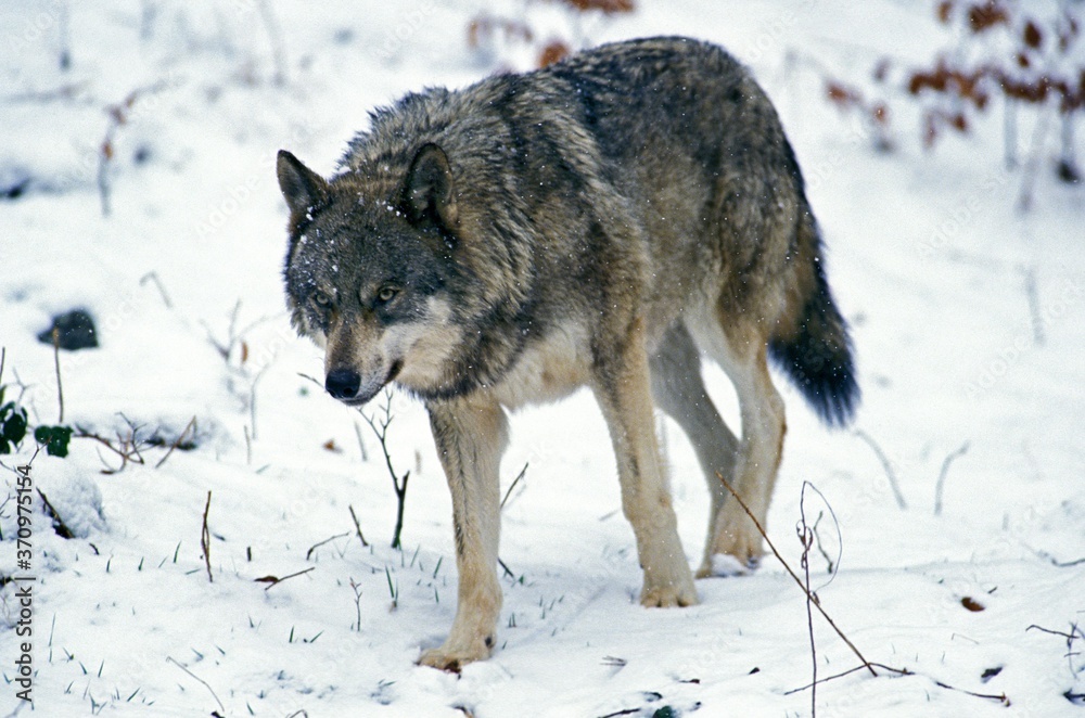 European Wolf, canis lupus, Adult standing on Snow