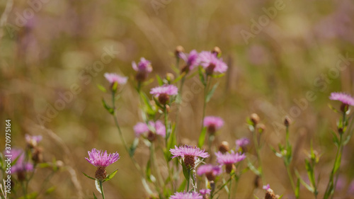 on a vast green field grow fragrant summer red flowers