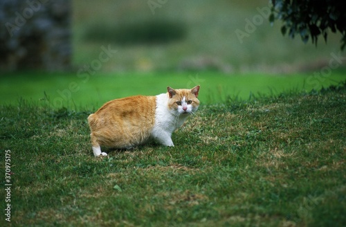 Fotografie Manx Domestic Cat, Tailless Breed