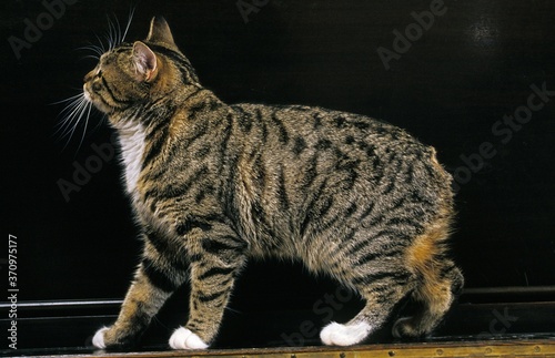 Manx Domestic Cat, Tailless Breed photo