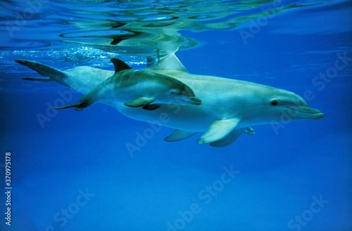 Bottlenose Dolphin, tursiops truncatus, Female with Calf