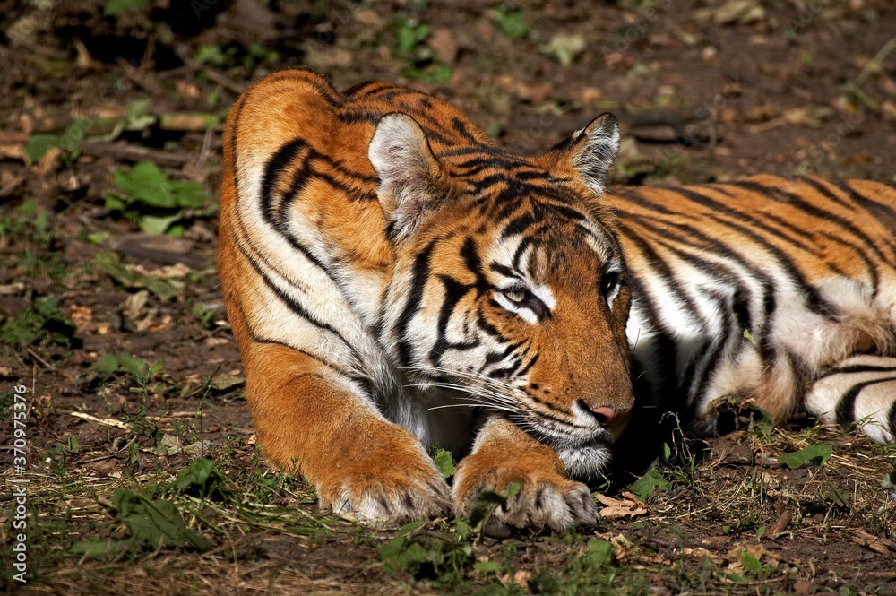 Obraz premium Siberian Tiger, panthera tigris altaica, Female laying down