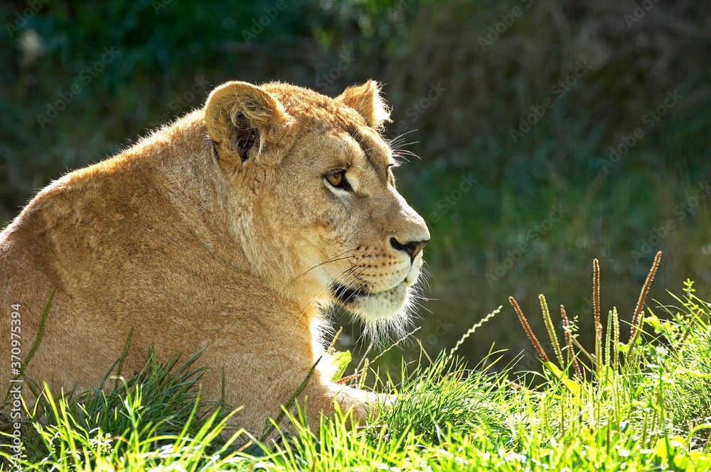 African Lion, panthera leo, Portrait of Female African Lion, panthera leo, Portrait of Female