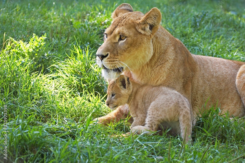 Naklejka premium African Lion, panthera leo, Female with Cub standing on Grass