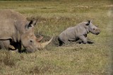 White Rhinoceros, ceratotherium simum, Female with Calf, Nakuru park in Kenya