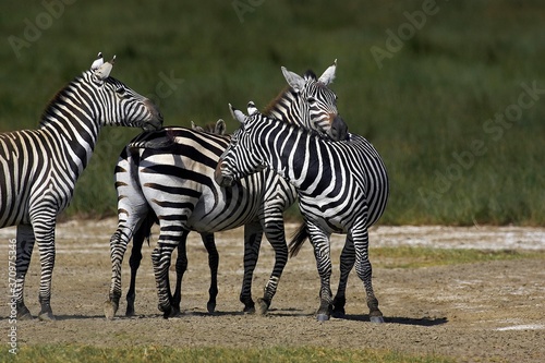 Grant s Zebra  equus burchelli boehmi  Grooming each other  Nakuru Park in Kenya