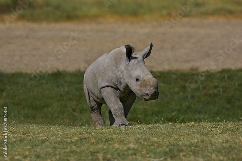 White Rhinoceros, ceratotherium simum, Calf, Nakuru park in Kenya