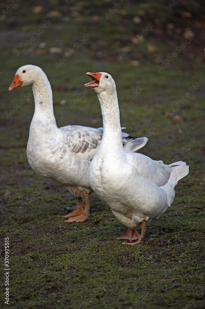 Norman Goose, Calvados in Normandy Norman Goose, Calvados in Normandy