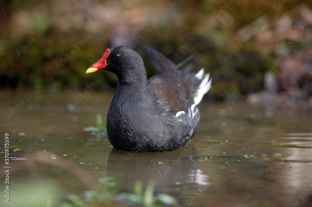 Common Moorhen or European Moorhen, gallinula chloropus, Adult standing on Pond, Normandy Common Moorhen or European Moorhen, gallinula chloropus, Adult standing on Pond, Normandy