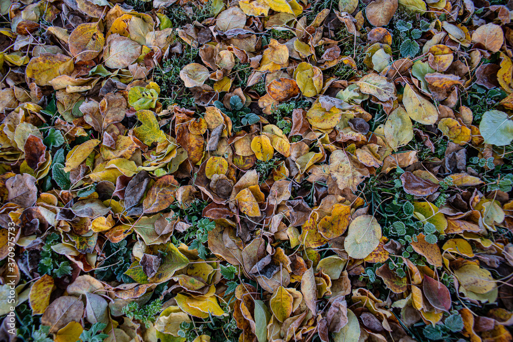 Fallen leaves in a meadow in the countryside are covered with frost. Autumn season. Fallen leaves in a meadow in the countryside are covered with frost. Autumn season.
