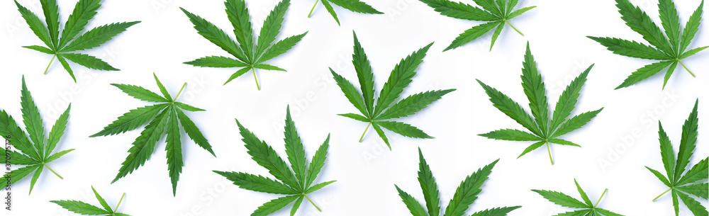 Pattern of hemp or cannabis leaves isolate on white background. Top view. Flat lay. Close up of fresh cannabis leaves for your design. Banner Pattern of hemp or cannabis leaves isolate on white background. Top view. Flat lay. Close up of fresh cannabis leaves for your design. Banner